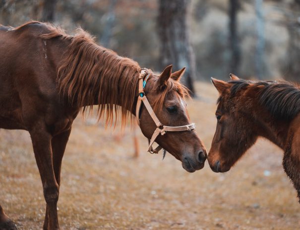 horse-riding-in-crete (10)