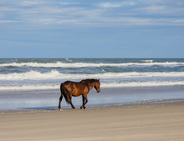 horse-riding-in-crete (8)